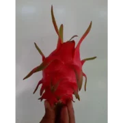 Dragon Fruits