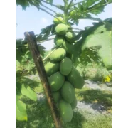 Papaya