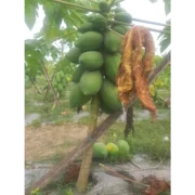 Papaya
