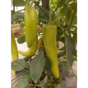 Capsicum