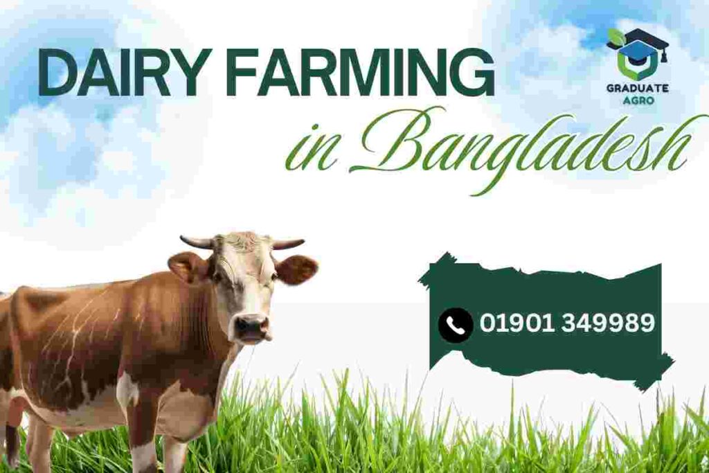 আধুনিক_ডেইরি_ফার্মিং_বাংলাদেশ
