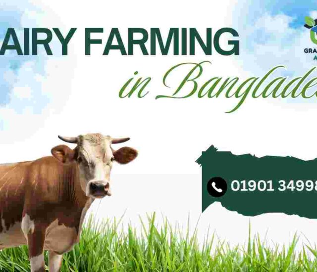 আধুনিক ডেইরি ফার্মি ও বাংলাদেশ (Modern Dairy Farming in Bangladesh) – ২০২৬